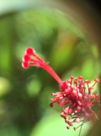 Hibiscus waimeae subsp. hannerae