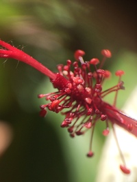 Hibiscus waimeae subsp. hannerae