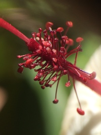 Hibiscus waimeae subsp. hannerae