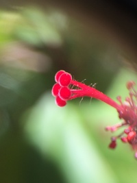 Hibiscus waimeae subsp. hannerae