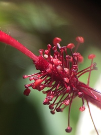 Hibiscus waimeae subsp. hannerae