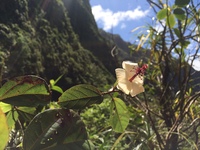 Hibiscus waimeae subsp. hannerae