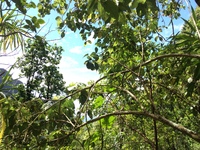 Hibiscus waimeae subsp. hannerae