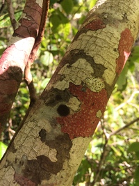 Hibiscus waimeae subsp. hannerae