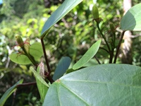 Hibiscus waimeae subsp. hannerae