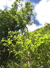 Hibiscus waimeae subsp. hannerae