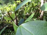 Hibiscus waimeae subsp. hannerae