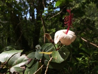 Hibiscus waimeae subsp. hannerae