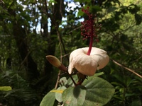 Hibiscus waimeae subsp. hannerae