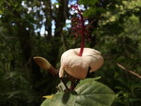 Hibiscus waimeae subsp. hannerae