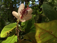 Hibiscus waimeae subsp. hannerae