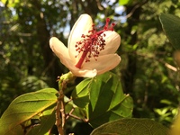 Hibiscus waimeae subsp. hannerae