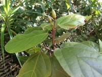 Hibiscus waimeae subsp. hannerae