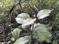 Hibiscus waimeae subsp. hannerae