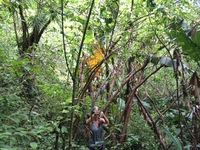 Hibiscus waimeae subsp. hannerae