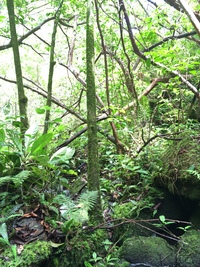 Hibiscus waimeae subsp. hannerae