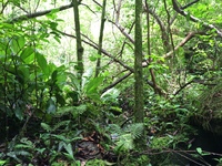 Hibiscus waimeae subsp. hannerae