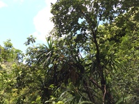 Hibiscus waimeae subsp. hannerae