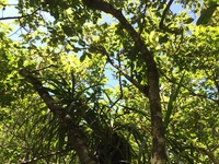 Hibiscus waimeae subsp. hannerae
