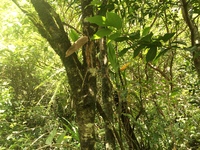 Hibiscus waimeae subsp. hannerae