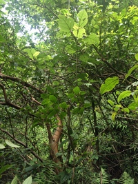 Hibiscus waimeae subsp. hannerae