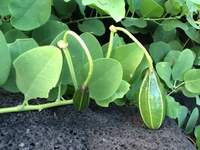 Capparis sandwichiana