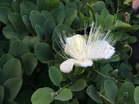 Capparis sandwichiana
