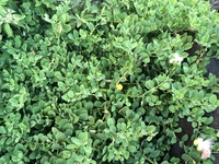 Capparis sandwichiana