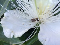 Capparis sandwichiana
