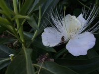 Capparis sandwichiana