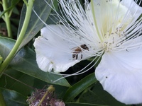 Capparis sandwichiana
