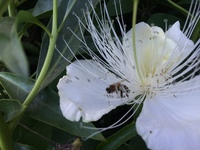 Capparis sandwichiana