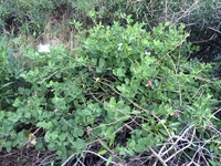 Capparis sandwichiana