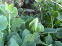 Capparis sandwichiana