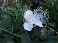Capparis sandwichiana