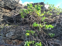 Capparis sandwichiana