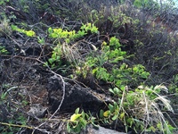 Capparis sandwichiana
