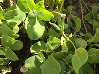 Capparis sandwichiana
