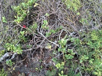 Capparis sandwichiana