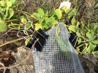 Capparis sandwichiana