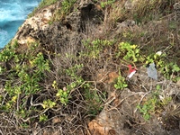 Capparis sandwichiana