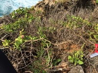 Capparis sandwichiana