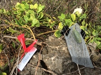 Capparis sandwichiana
