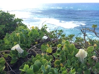 Capparis sandwichiana