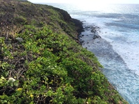 Capparis sandwichiana