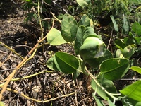 Capparis sandwichiana