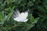 Capparis sandwichiana