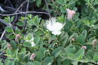 Capparis sandwichiana