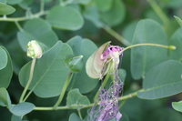 Capparis sandwichiana
