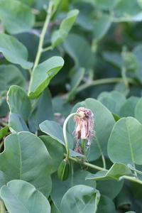 Capparis sandwichiana